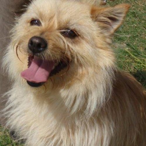 No photo for Savannah