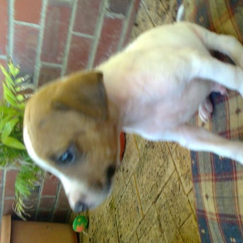 No photo for Puppies Male And Female