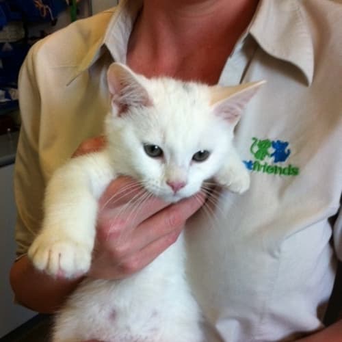 No photo for Cutie Curtis 8 Week "Adopted"