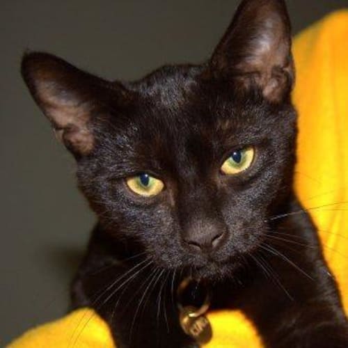 No photo for Seefa (C1707)