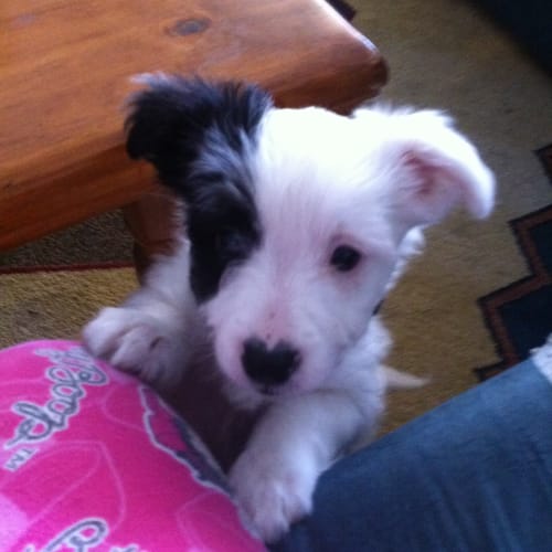 No photo for Patch Av317