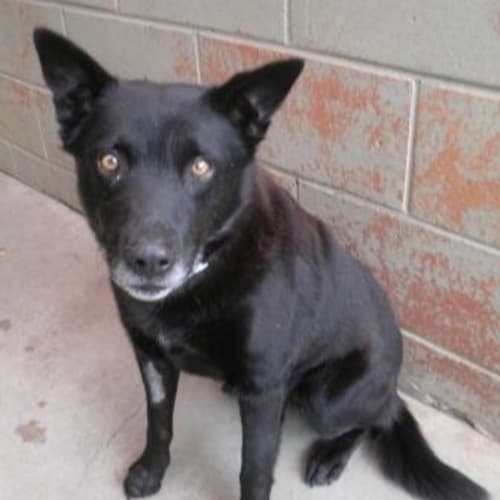 No photo for Vincent