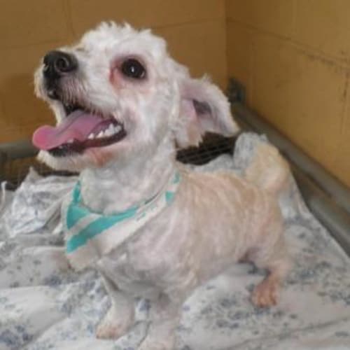 No photo for Bubbles