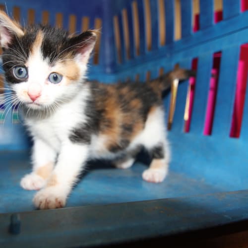 No photo for Pickles (Hc061)