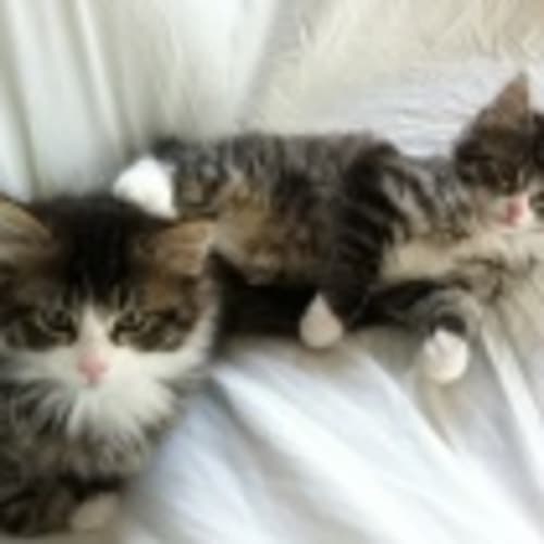 No photo for Blinkey