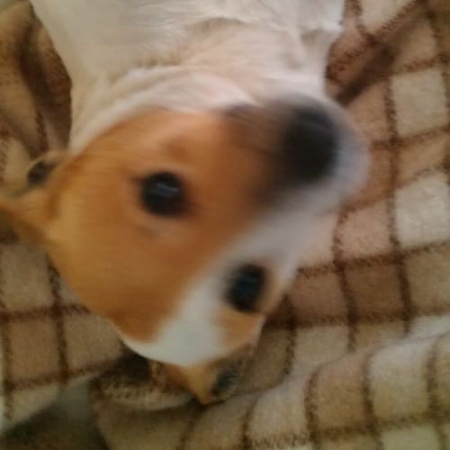 No photo for Molly