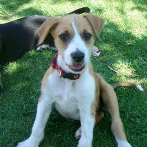 Charlie Adopted