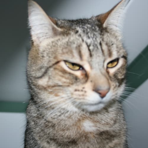 No photo for Tiggah