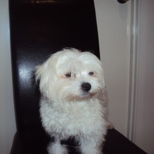 No photo for Bambi *Adoption Pending*