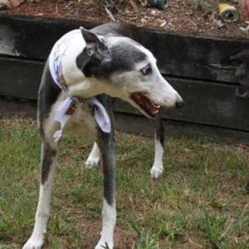 "Bandit". She’ll Steal Your Heart. Brisbane/GC