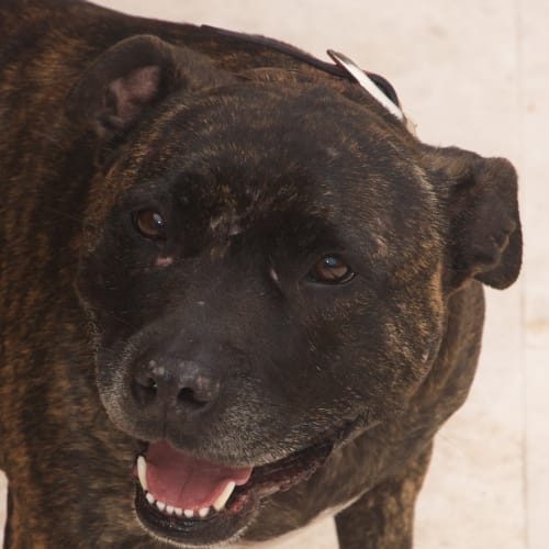 No photo for Storm   Adopted