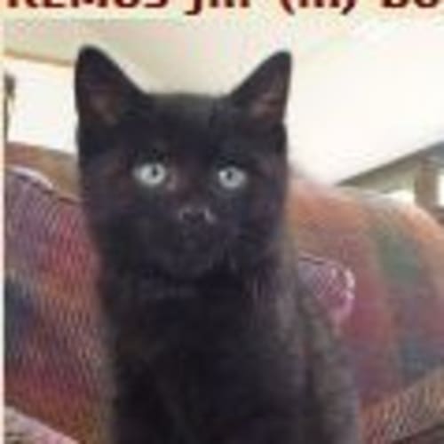 No photo for Remus Jnr