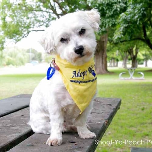 No photo for Snoopy (On Trial)