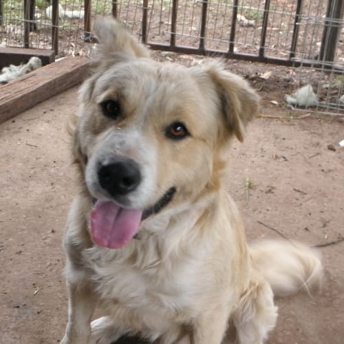 No photo for Oscar *Adoption Pending*