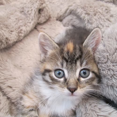 No photo for Fanta Girl **** Adoption Pending***