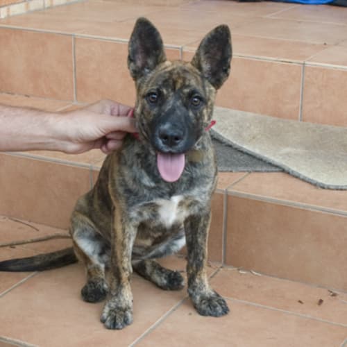 No photo for Tigerlily