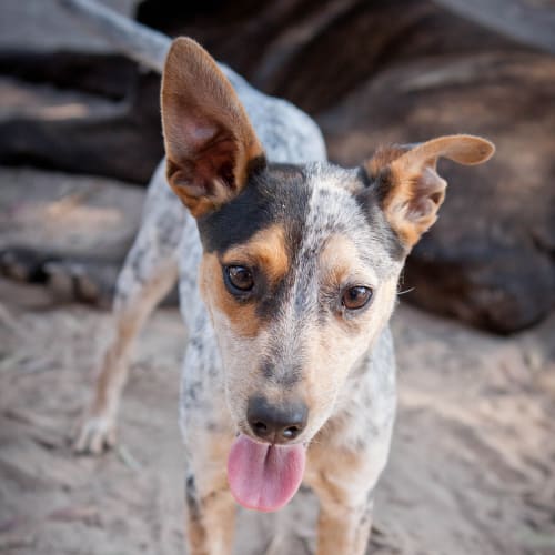 No photo for Blue  **Adopted**
