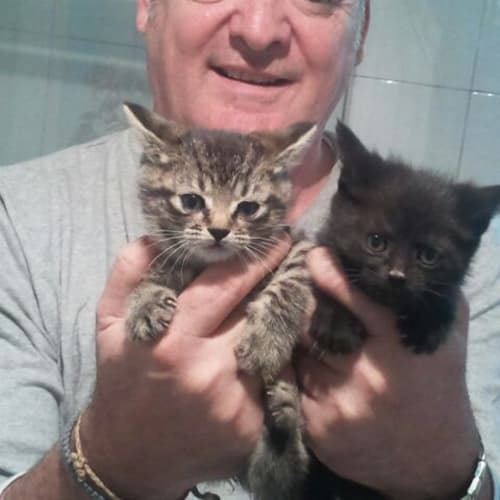 No photo for Ross & Oliver 8 Week Kittens Ready Now