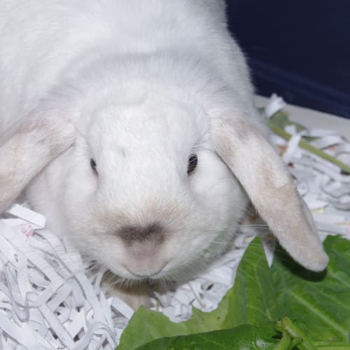 No photo for Penelope