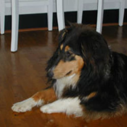Larnie