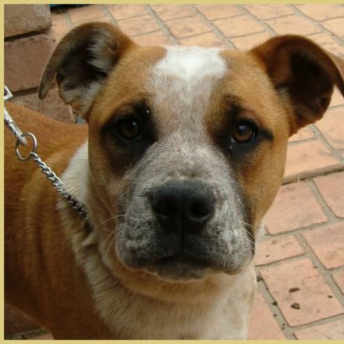 No photo for Precious **Adoption In Progress**