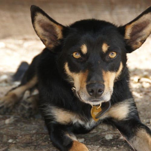 No photo for Molly *Trial Adoption Pending*