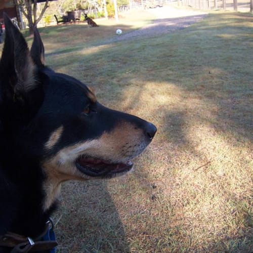 No photo for Kimba *Worker   On Trial Adoption*