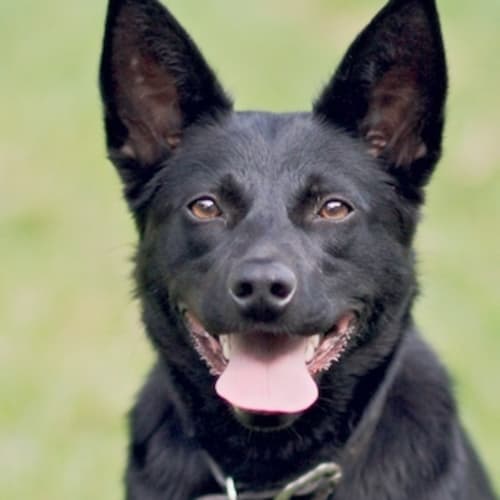 No photo for Ebony *On Trial Adoption*