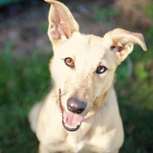 No photo for Chloe *Adoption In Process*