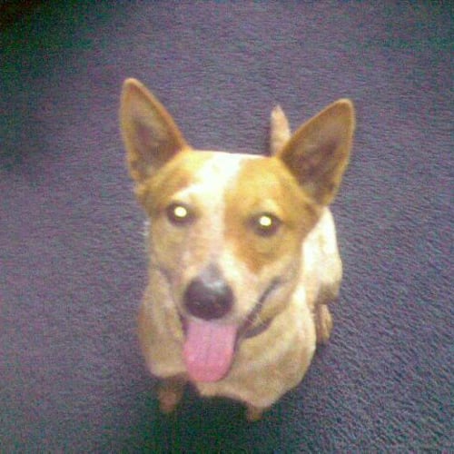 No photo for Crystal