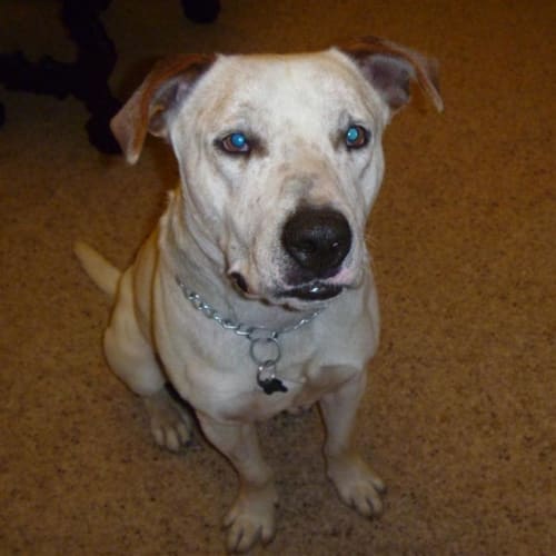 No photo for Harvey *On Trial Adoption*