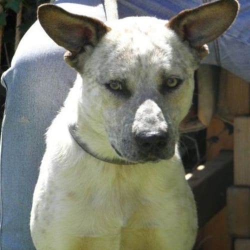 No photo for Butch *On Trial Adoption*