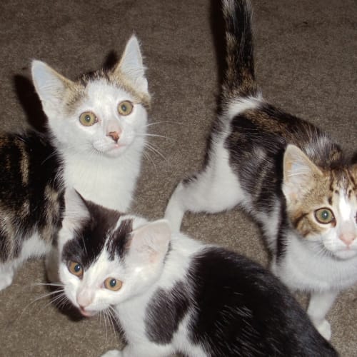 No photo for Freddie, Fang & Freckles