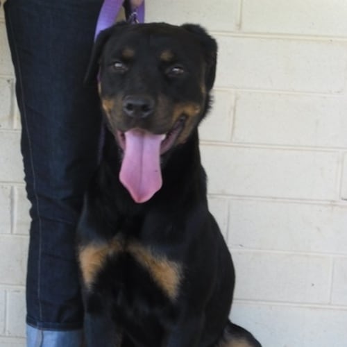 No photo for Sheena(d1983)*Adopted*