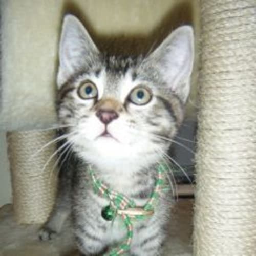 No photo for Jessie (Cav107) *Adoption Pending*