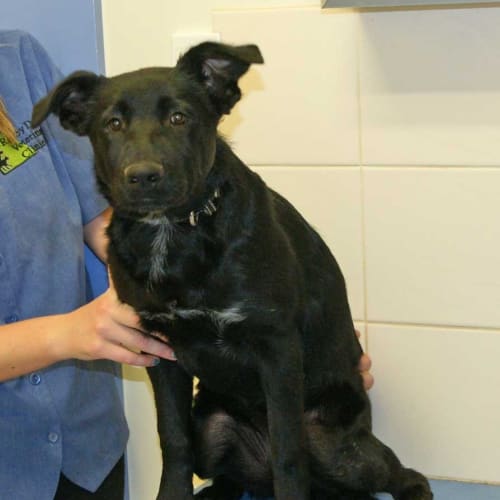 No photo for Prestie