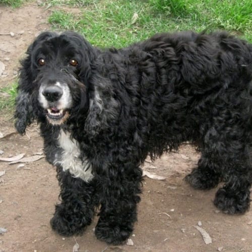 George (Adoption Pending)