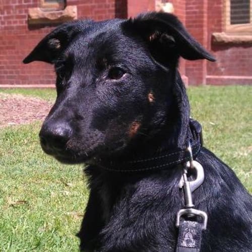 No photo for Awesome Alex