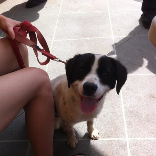 No photo for Toby   On Hold