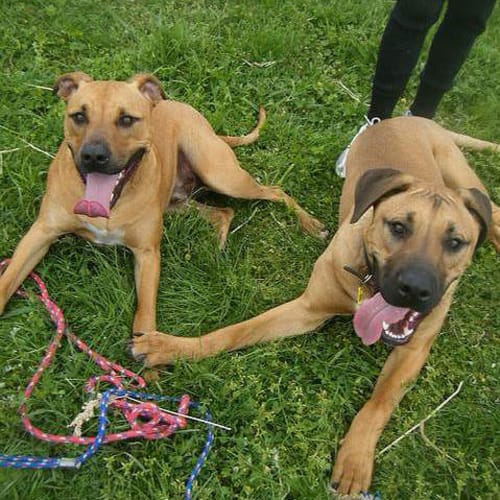 No photo for Jaxon & Buddy (To Be Rehomed Together)