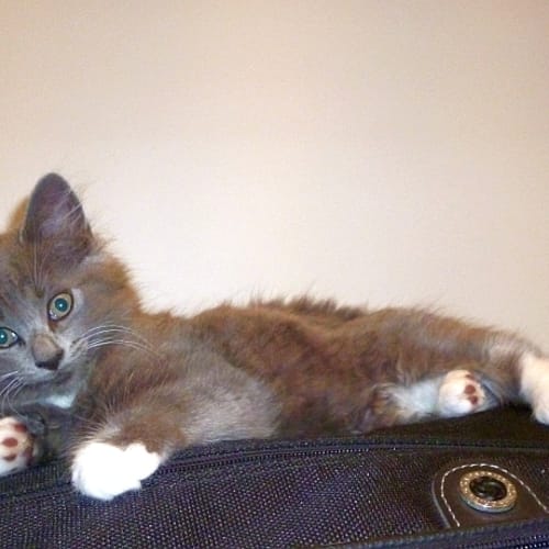 No photo for Cuddles