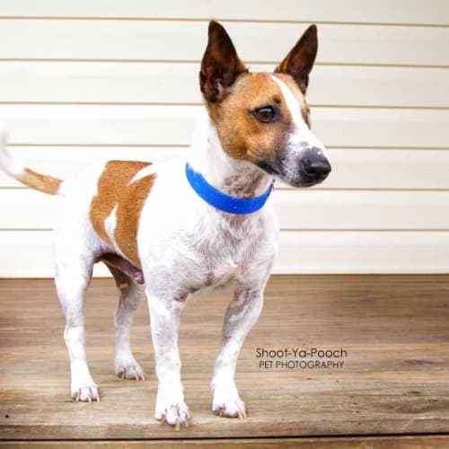 No photo for Spot (On Trial)