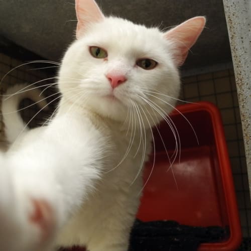 No photo for Boo Boo Charlie