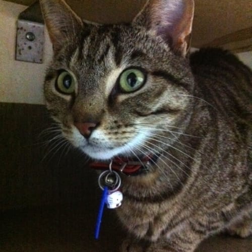 No photo for C7900 Gizmo