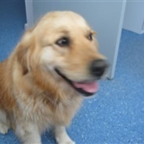 No photo for Urgent Foster Care