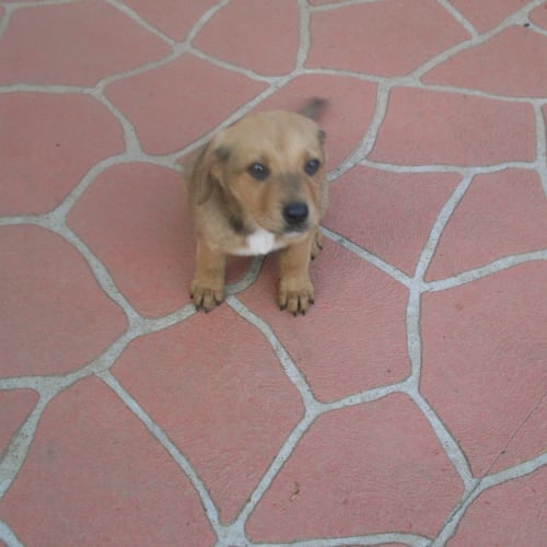 No photo for Zena(on Hold)