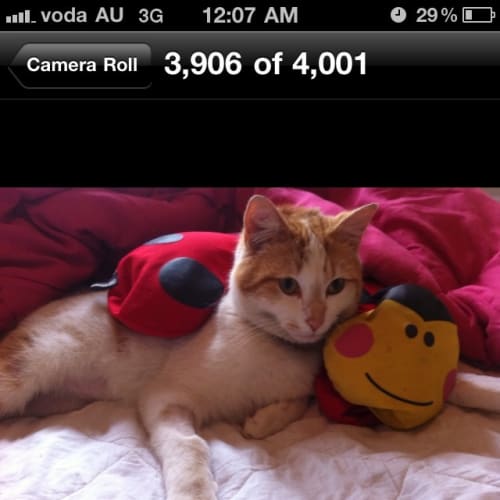 No photo for Little Friend!