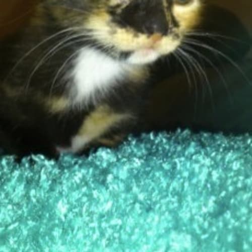 No photo for Lillith