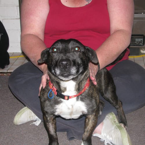 No photo for Billie *Gone On Trial 2/12/2011*