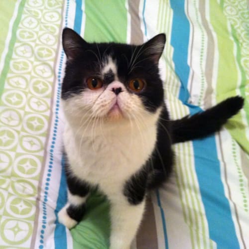 Pugsley - On Trial in His New Home!